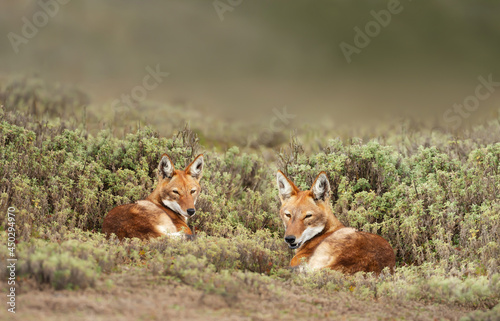 Close up of two rare and endangered Ethiopian wolves lying on grass photo