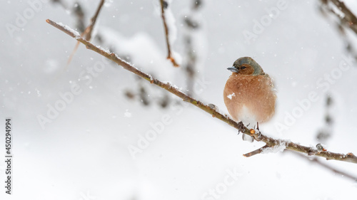 Common chaffinch (Fringilla coelebs) portrait in the spring snow with negative space © CecilieBerganStuedal