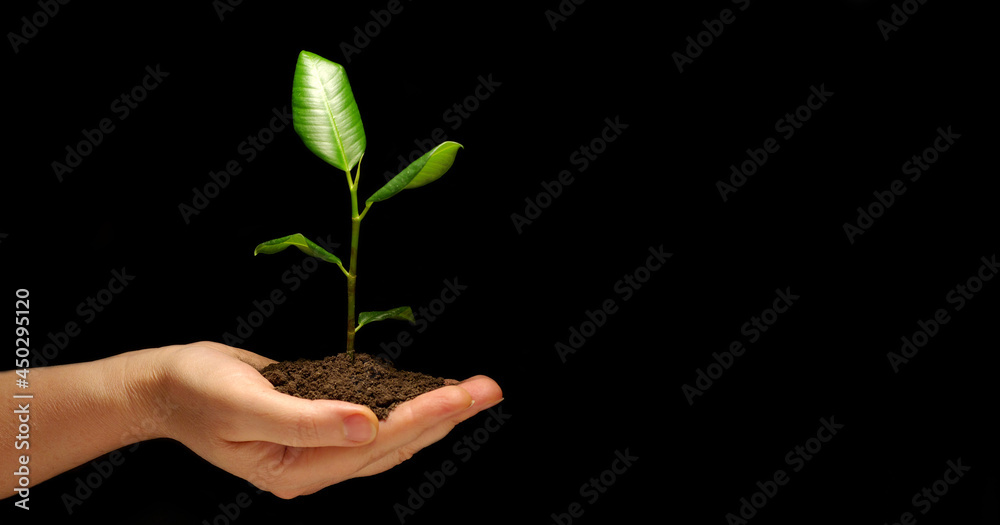 Hands holding sapling in soil on black Hands holding sapling in soil on black