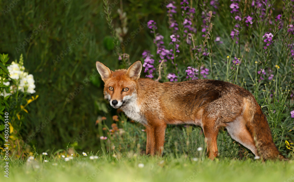 Close up of a red fox in summer