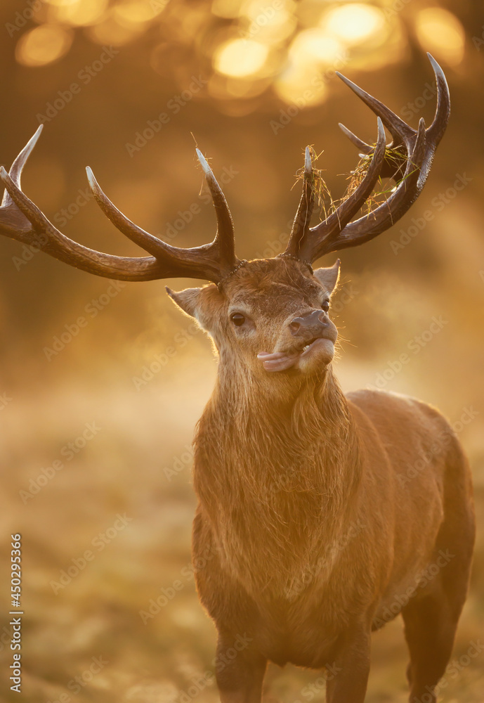 Obraz premium Red deer stag on an early autumn morning
