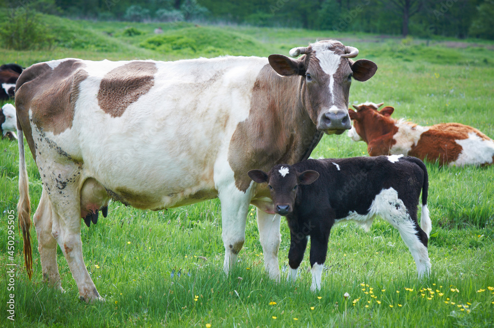 Close-up of White and brown cow and calf in green field lit by sun with fresh spring grass on green blurred background. Cattle farming, breeding, milk and meat production concept. Ukraine. Close-up of White and brown cow and calf in green field lit by sun with fresh spring grass on green blurred background. Cattle farming, breeding, milk and meat production concept. Ukraine.