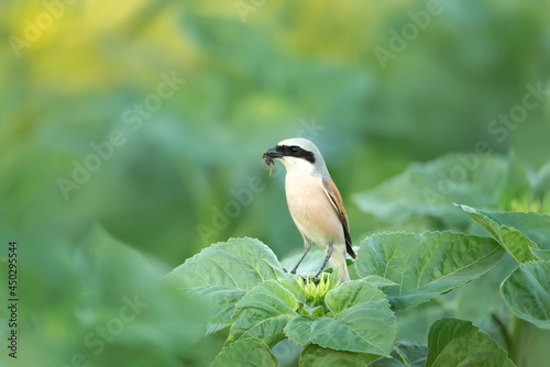 Close up of a Great grey shrike with it's prey