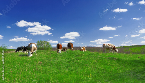 Cows graze on a green field in sunny weather in the Ukraine. Cattle farming, breeding, milk and meat production concept.