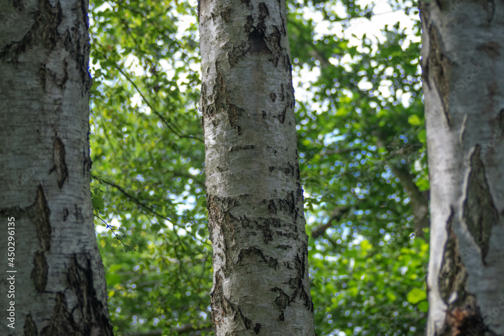 3 silver birch trees close up bark