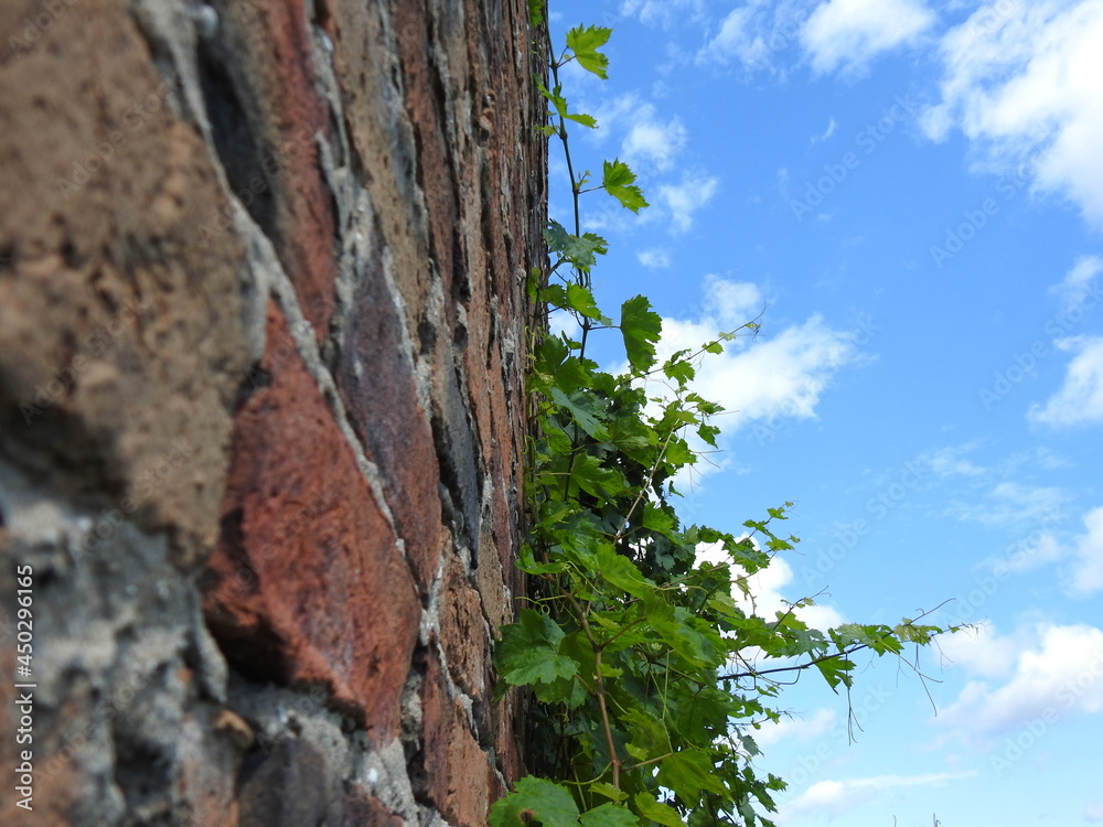 Brick Green Clouds