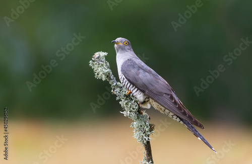 Common Cuckoo perched on a tree branch