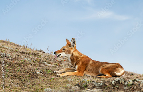 Close up of a rare and endangered Ethiopian wolf photo