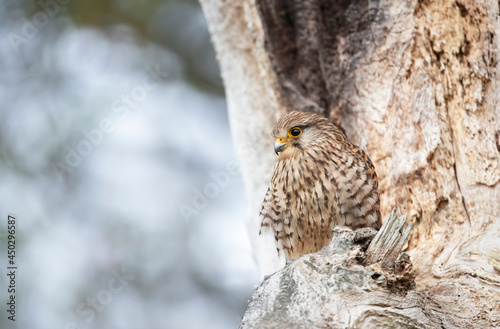Common kestrel perched in a tree