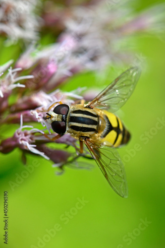 Große Sumpfschwebfliege // Hoverfly  (Helophilus trivittatus) © bennytrapp
