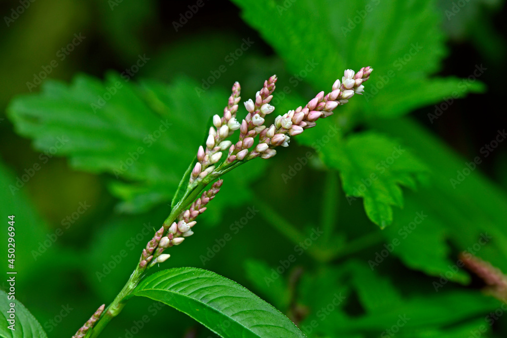 Floh-Knöterich // lady's thumb (Persicaria maculosa) Floh-Knöterich // lady's thumb (Persicaria maculosa)