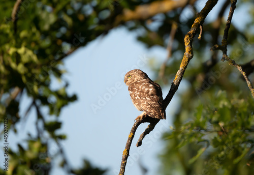 Little Owl perched on a fence in summer