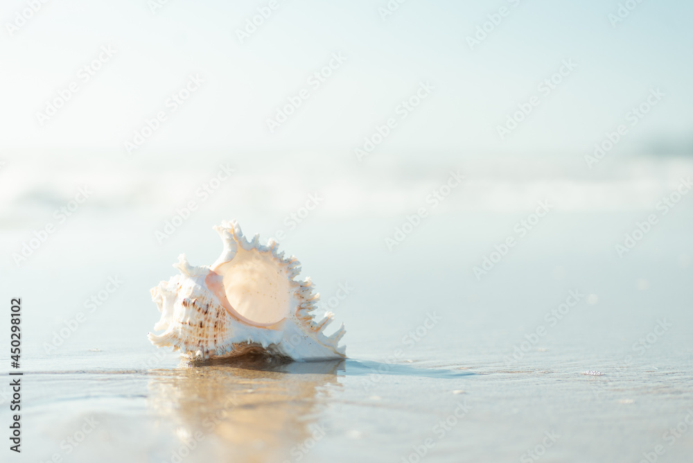 砂浜と貝殻 砂浜と貝殻