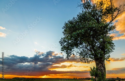 Niebo z drzewem w tle © Piotr