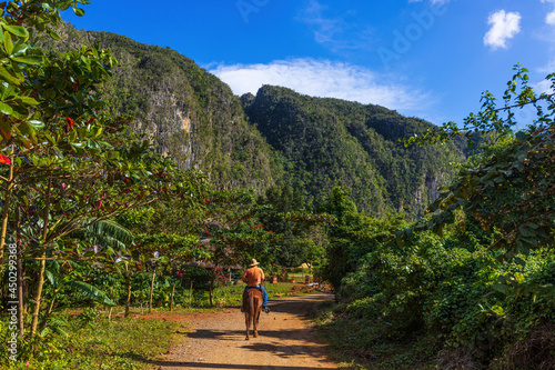 Photography VINALES, CUBA - CIRCA AUGUST 2015: A local riding an horse in Vinales Valley, Cu