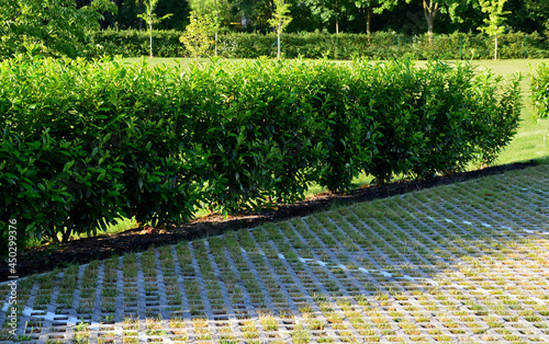 An evergreen shrub in front of a fence of light wood planks will improve the opacity of the street