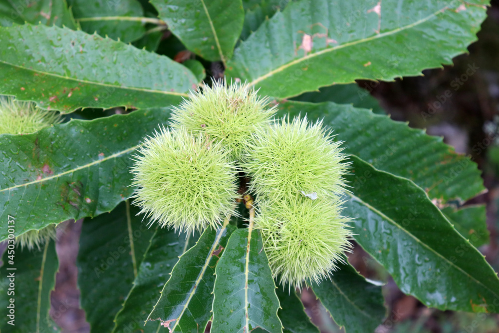 Maronen oder Esskastanien am Kastanienbaum Maronen oder Esskastanien am Kastanienbaum