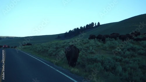Bisons in Yellowstone National Park, Wyoming photo