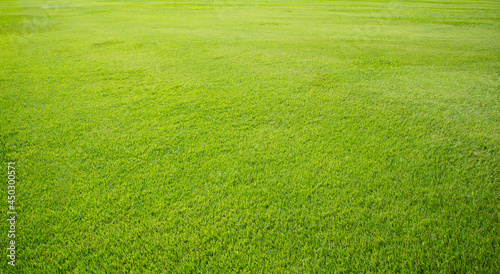 Green meadow grass field from outdoor park © saranyoo