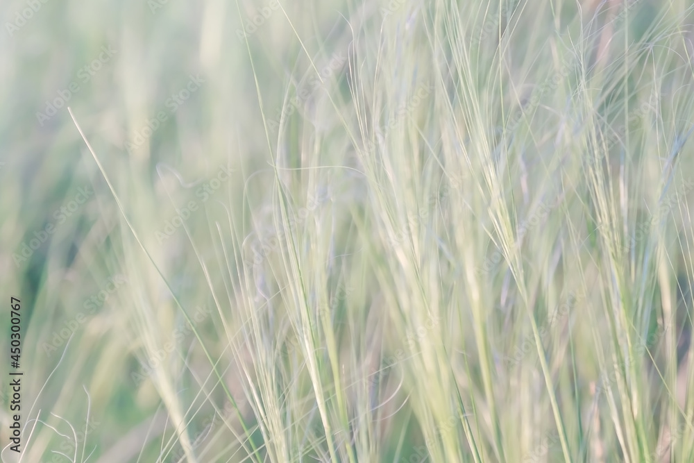 Texture natural background plant feather grass in the steppe in the wind