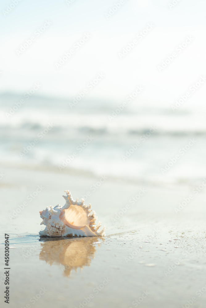 砂浜と貝殻 砂浜と貝殻