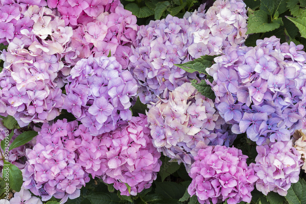 Fototapeta premium Pink purple violet hydrangea flower heads with greenery background
