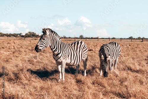 Beautiful pregnant zebra and cute baby are walking along the steppe and eating grass on a sunny day. Wild horse in the reserve