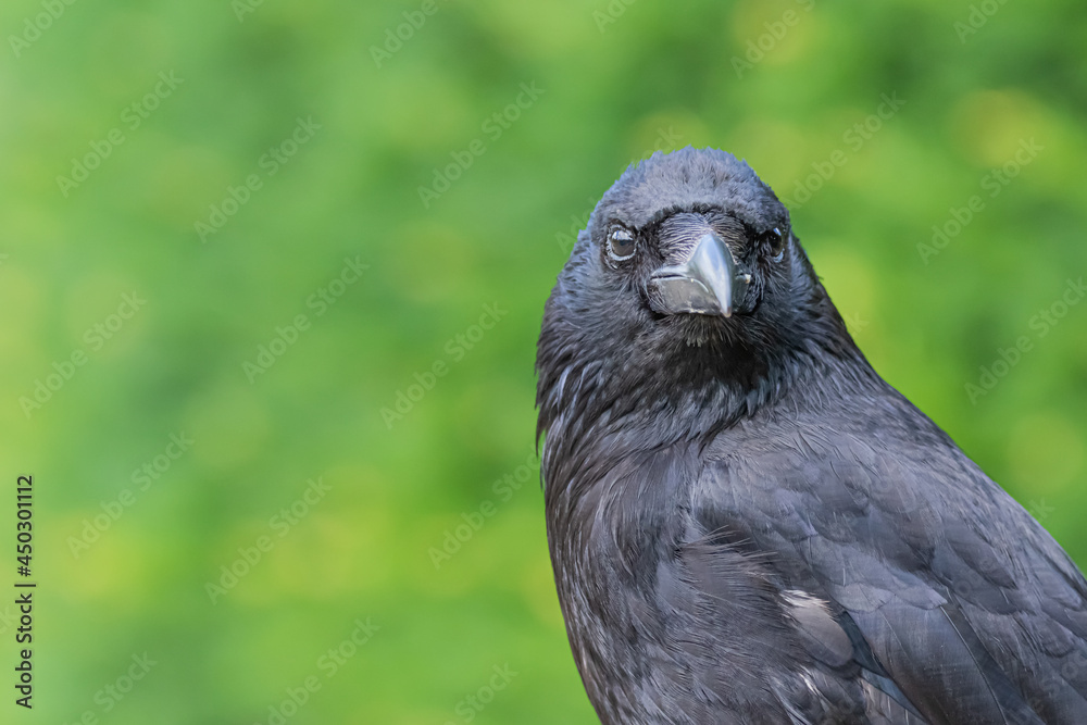 Fototapeta premium Crow on the ground