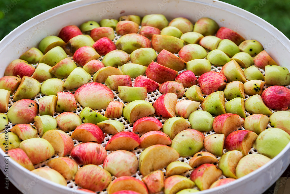 Sliced apples are prepared for drying.
 Ripe apples can be cut and dried for further use in compote. or for food, like chips.