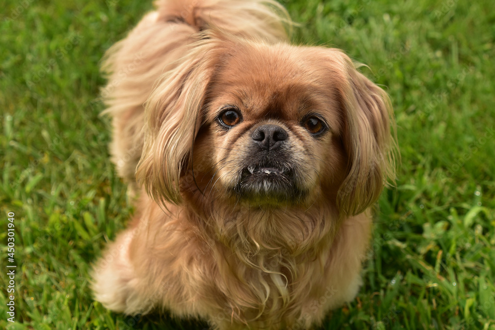 Curious and Fun Pekingese Puppy Dog Playing Outside Curious and Fun Pekingese Puppy Dog Playing Outside