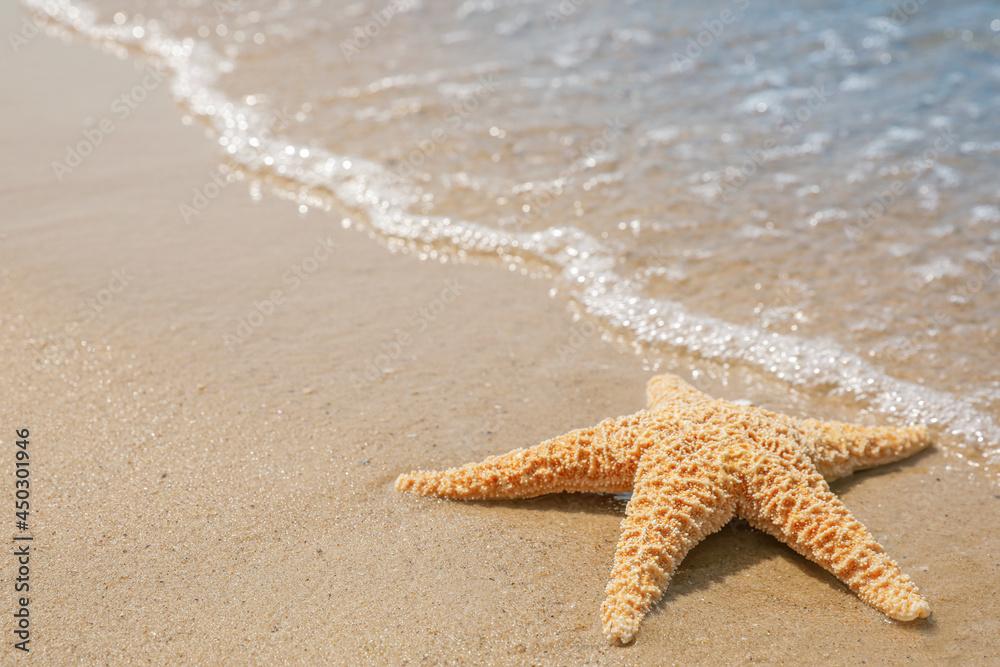 Starfish on tropical sandy beach. Space for text