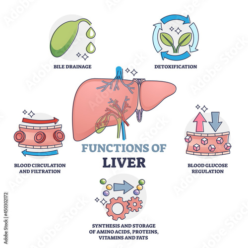 Functions of liver as body organ description outline collection. Educational labeled anatomical explanation with inner poison detoxification, glucose regulation and bile drainage vector illustration.