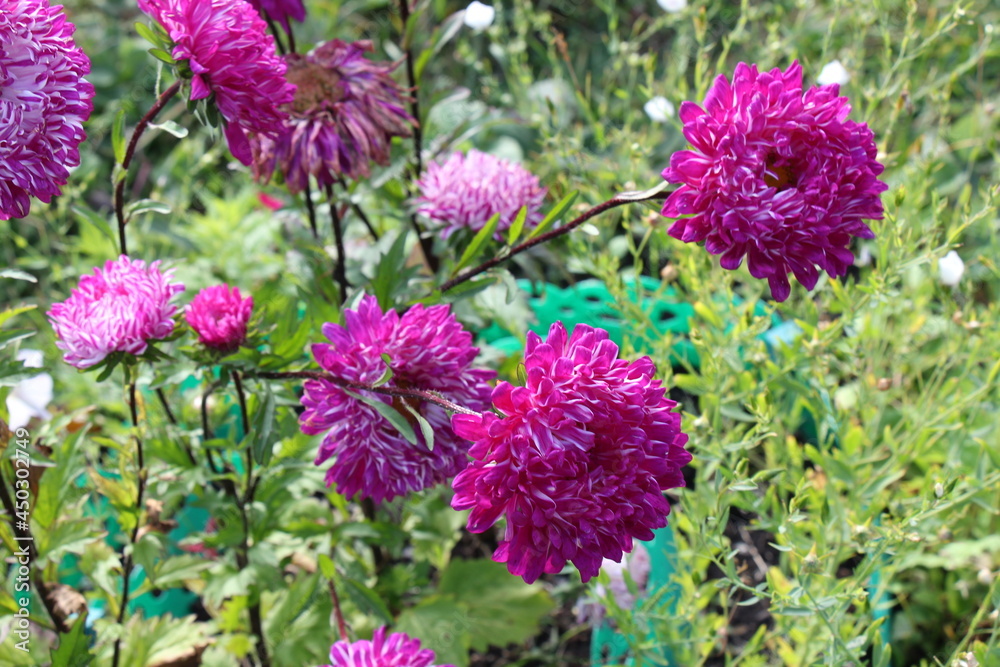 Obraz premium aster flowers in the garden
