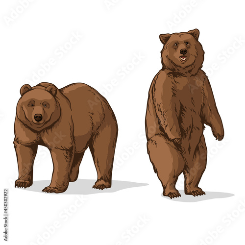 Vector illustration of a Bear. Two bears, isolated on a white background.