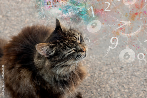 Mystical cat and numerology
