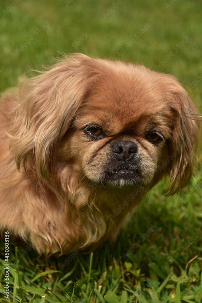 Sweet Brown Eyes on a Ginger Pekingese Dog Sweet Brown Eyes on a Ginger Pekingese Dog