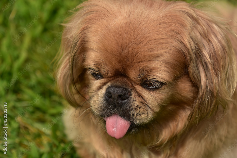Pekingese Dog Sticking out it's Pink Tongue Pekingese Dog Sticking out it's Pink Tongue