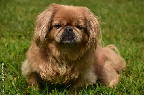 Canvas Print Really Sweet Pekingese Dog Sitting Outside in Grass