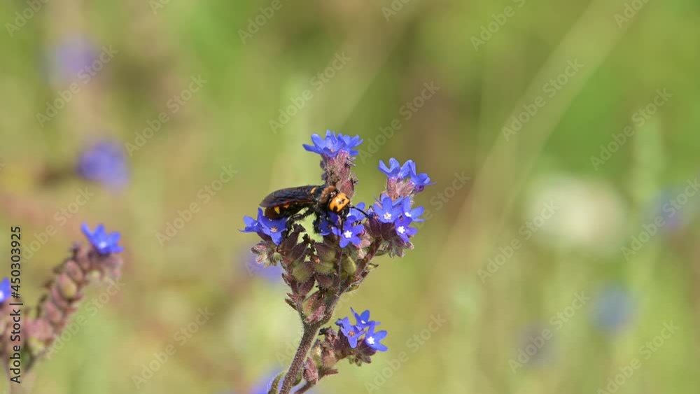 Mammoth wasp (Megascolia maculata) on a blue wildflower in the meadow on a sunny, windy day. Mammoth wasp (Megascolia maculata) on a blue wildflower in the meadow on a sunny, windy day.
