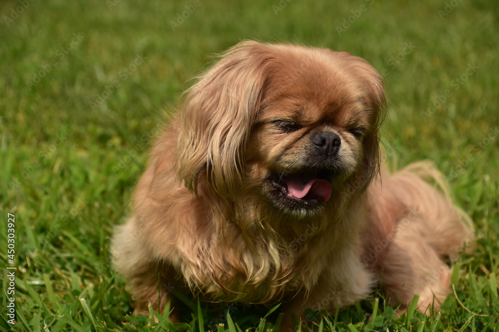 Ginger Pekingese Dog Yawning While Playing Outside Ginger Pekingese Dog Yawning While Playing Outside
