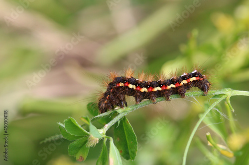 The Knot Grass moth caterpillar. Scientific name, Acronicta rumicis. Covered in hairs which contain irritant properties.