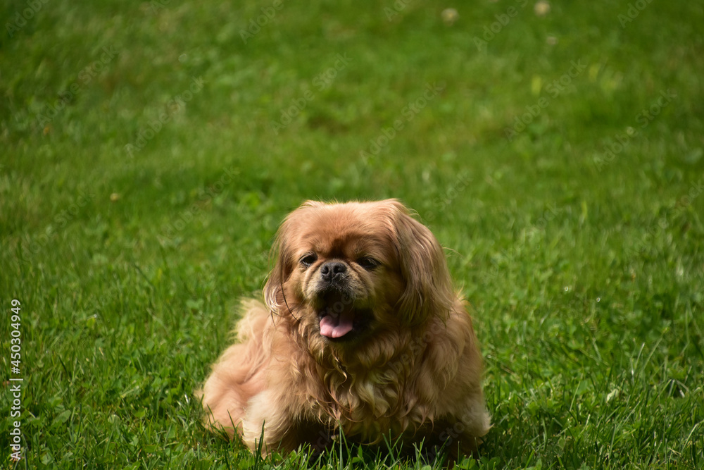 Ginger Pekingese Puppy Dog Laying Down Outside Ginger Pekingese Puppy Dog Laying Down Outside