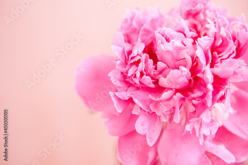 Beautiful pink peony flower on rosy background, card with blossom