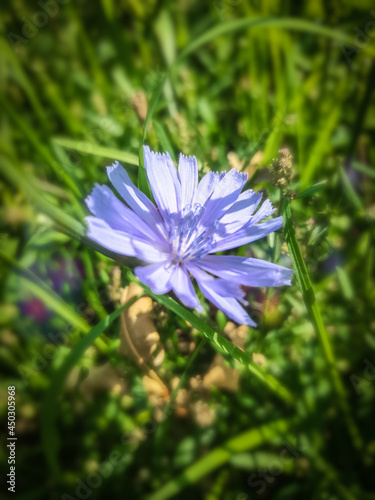flower in the garden