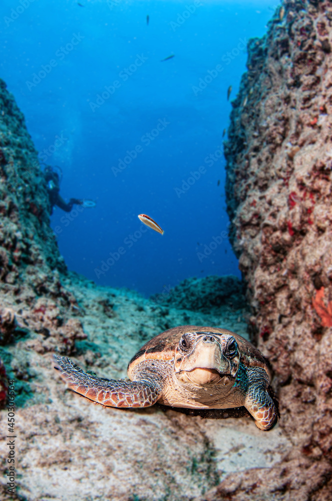 Fototapeta premium Turtle at Kas, Turkey