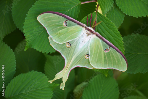 Luna moth (Actias luna).