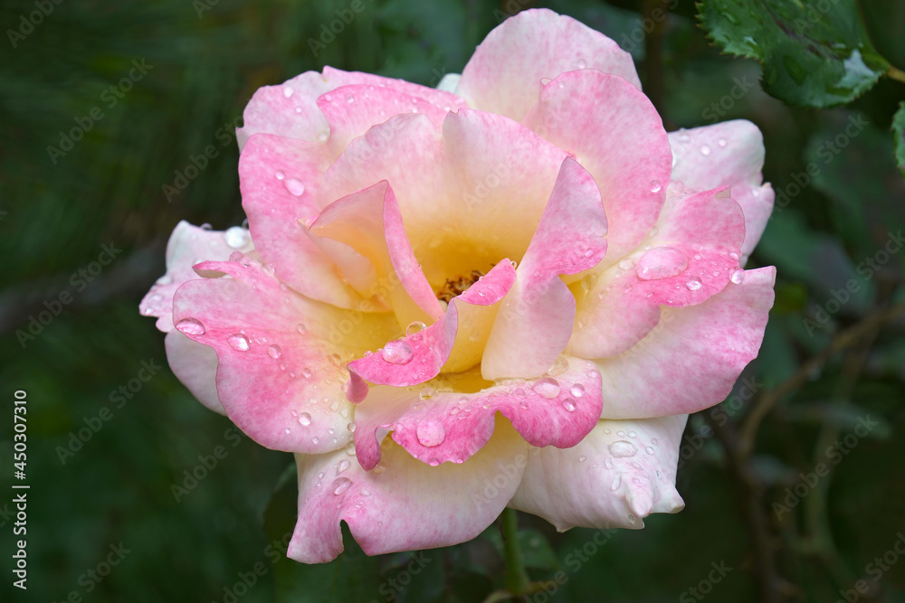 Hybrid rose (Rosa) Hybrid rose (Rosa)