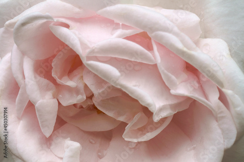 Hybrid rose (Rosa) © nickkurzenko