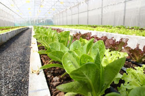 organic vegetable salad in the greenhouse By using modern vegetable growing technology systems. Vegetable farming concept