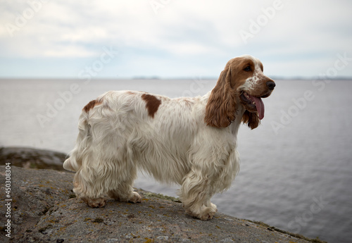 Portrait of an English Cocker Spaniel. The color is orange roan. The dog is standing on the shore of Lake Ladoga.
